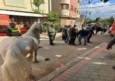 حملة لتحرير أحياء طنجة من فوضى الخيول والعربات العشوائية