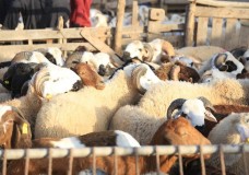 انهيار أسعار الأكباش بعد تشديد الخناق على “الشناقة” والمضاربين.