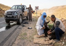 بين عجلات السرعة وقسوة الإهمال.. حمار يُترك لمصيره على الطريق الرابطة بين بولمان وميسور